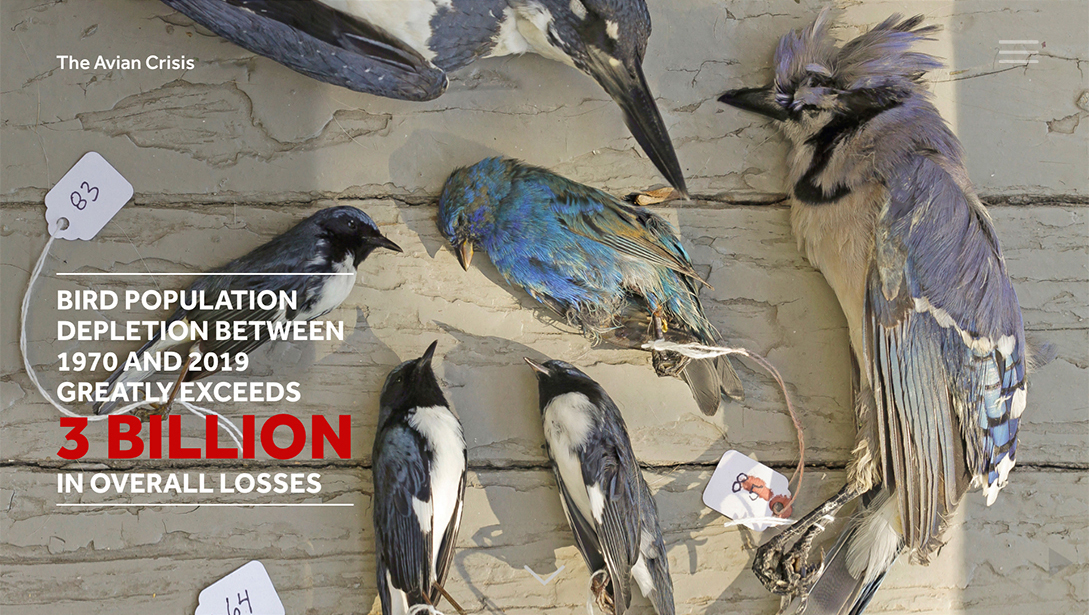 The Avian Crisis Home screen 2.
